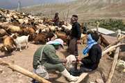 واکسیناسیون رایگان تب برفکی گاو،گوسفند و بز در شهرستان بم